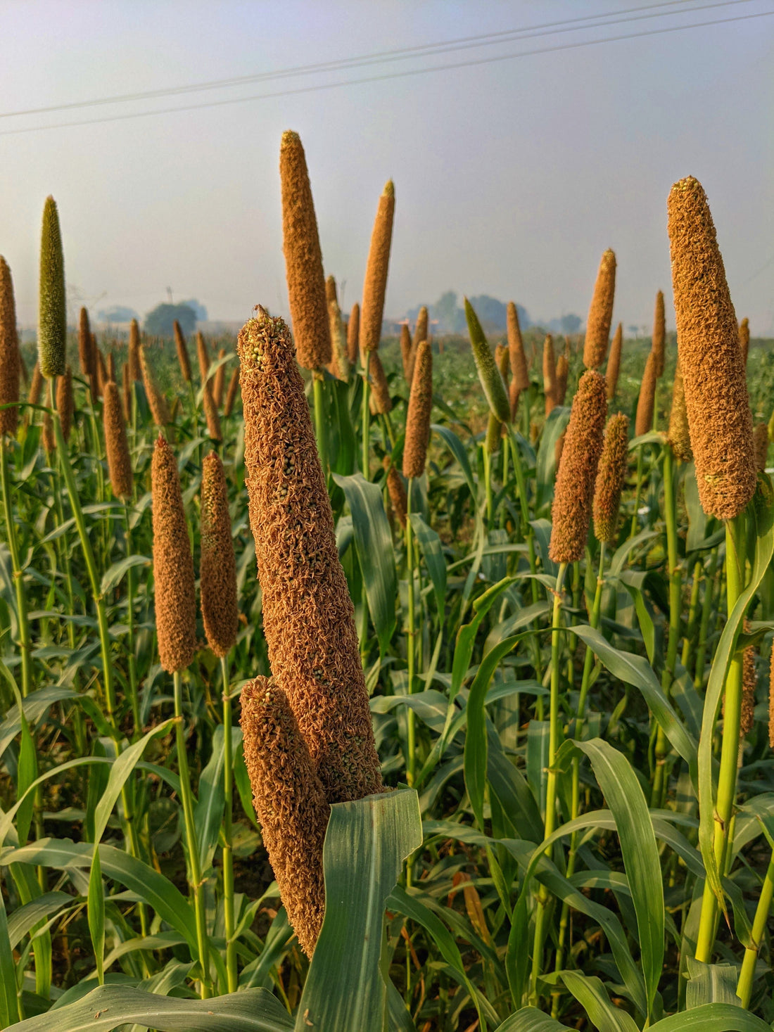 Why Millets Are the Future of Healthy Eating in India | Eatntunes